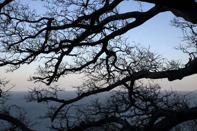 Low angle view of silhouette bare tree against sky