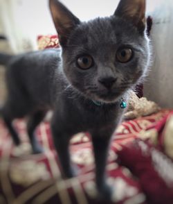 Close-up portrait of cat