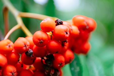 Close-up of rowanberries outdoors