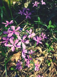 Close-up of pink flowers