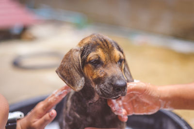 Cropped image of hands bathing dog