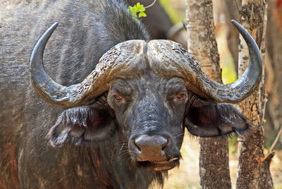 Portrait of african buffalo