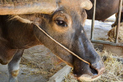 Close-up of horse in ranch