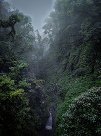 Scenic view of forest