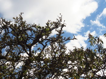 Low angle view of tree against sky