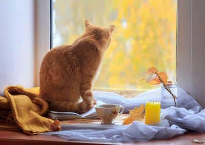 Cat sitting on table