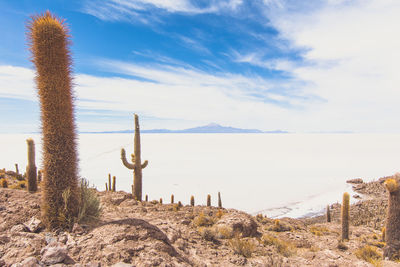 Scenic view of cacti and bolivian salt flats against sky