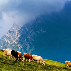 Cows grazing on field against sky