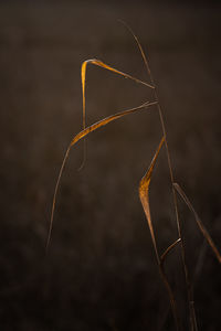 Autumn straw backlit by the evening sun