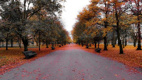 Road passing through forest