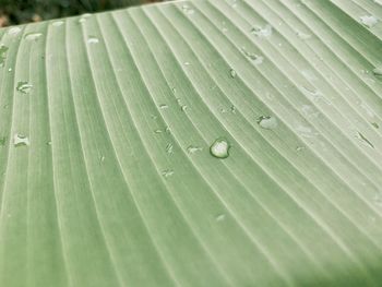 Full frame shot of wet leaf