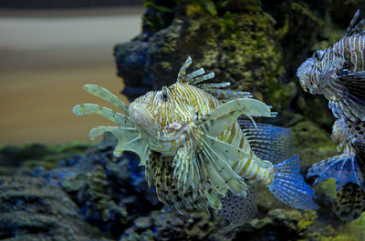 Close-up of fish swimming in sea