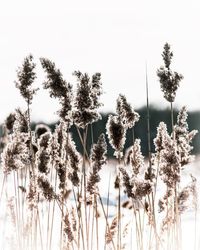 Low angle view of flowering plants on field against sky