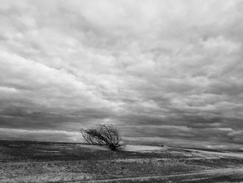 Trees on field against sky during winter