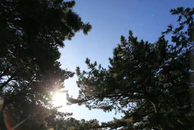 Low angle view of trees against sky