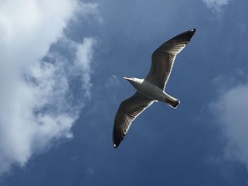 Low angle view of seagull flying in sky