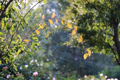 Close-up of leaves on tree