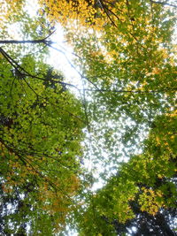 Low angle view of trees against sky