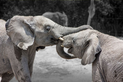 Close-up of elephant