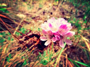 Close-up of pink flowers blooming in field