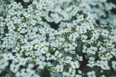 Close-up of white flowering plants