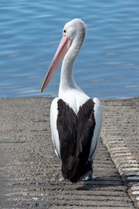 Close up rear view of an australian pelican pelecanus conspicillatus with head turned to the left