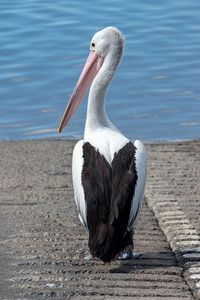 Close-up of bird