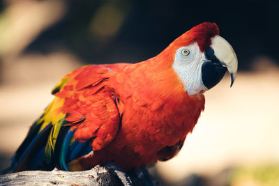 Close-up of parrot, amazon rainforest macaw