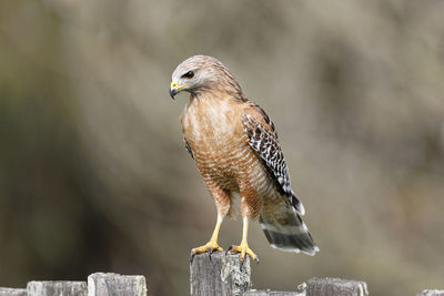 Close-up of eagle perching on wooden post