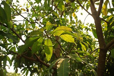 Low angle view of leaves on tree
