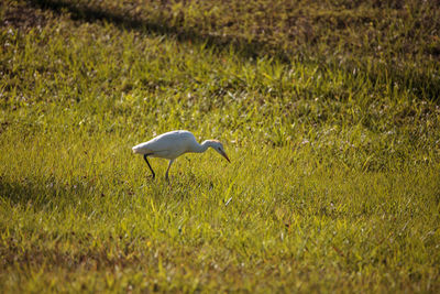 Eastern cattle egret bubulcus ibis forages for food in the grass in naples, florida