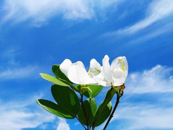 Low angle view of white flowering plant against blue sky