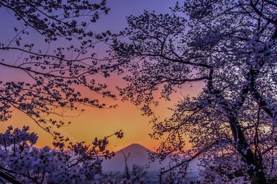 Bare trees against sky at sunset