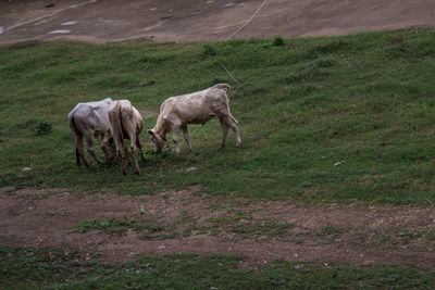 Horses in a field