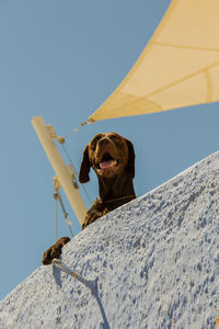 Low angle view of dog leaning on retaining wall