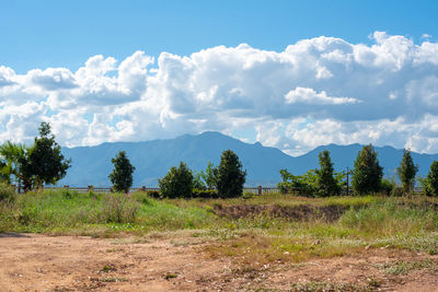 Trees on field against sky