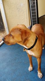 Close-up of dog