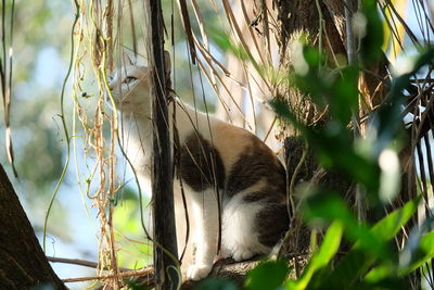 Close-up of a cat