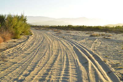  tire tracks in sand beach road at golden moments of tropical morning in baja california sur, mexico