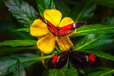 Close-up of butterfly pollinating on yellow flower