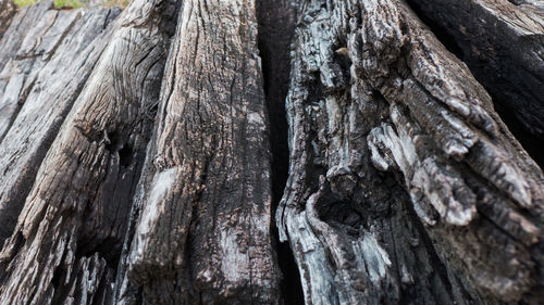 Full frame shot of tree trunk