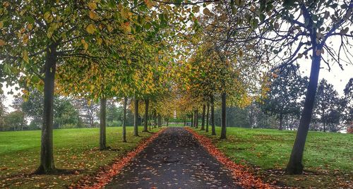 Footpath passing through a forest