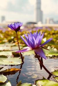 Close-up of purple water lily in lake