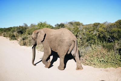 View of elephant walking on street