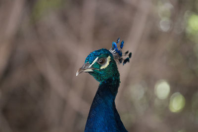 Close-up of peacock