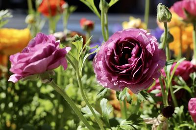 Close-up of pink roses