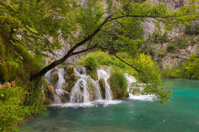 Scenic view of waterfall in forest