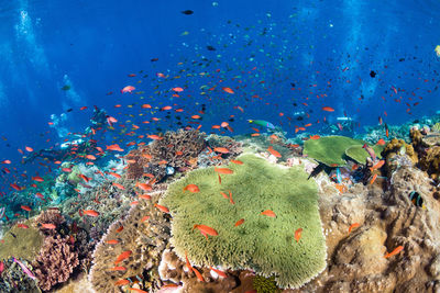 View of fish swimming in sea