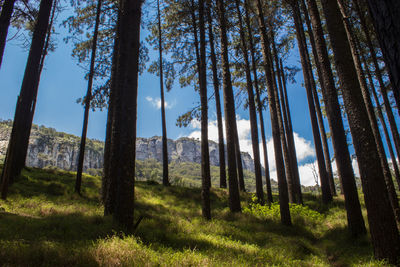 Trees growing in forest against sky