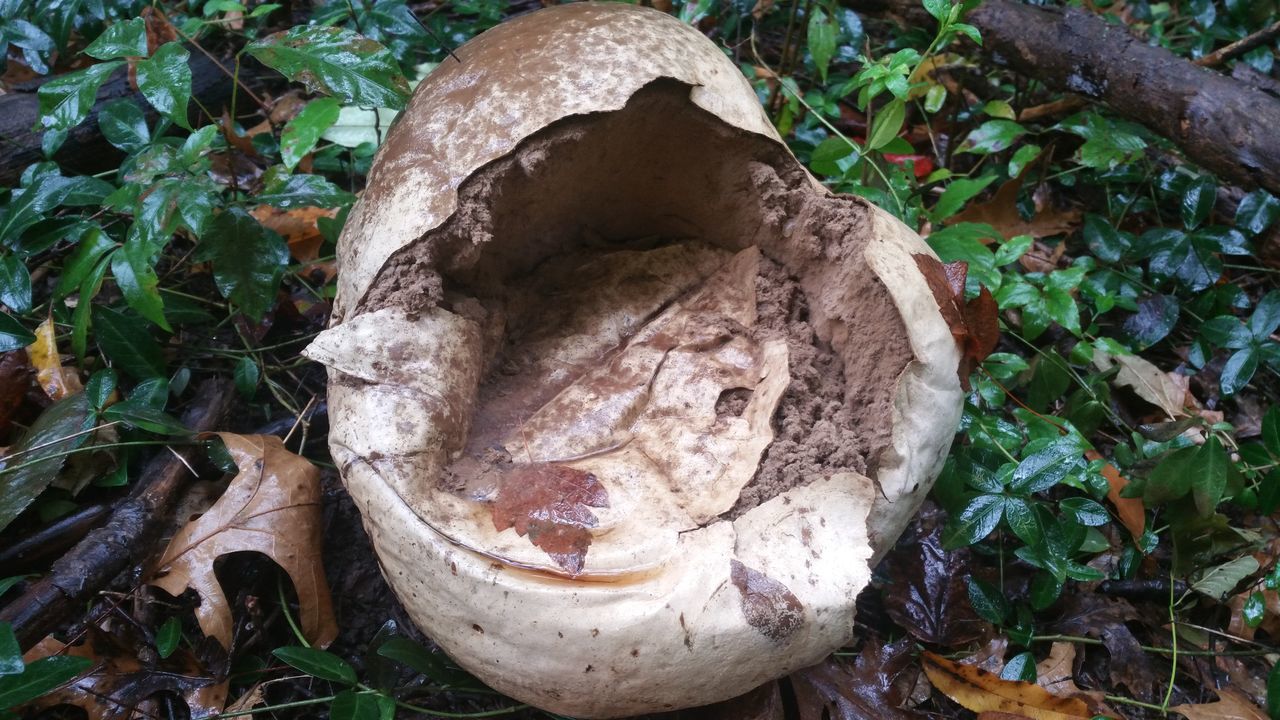 plant, nature, no people, leaf, close-up, land, day, high angle view, plant part, growth, outdoors, field, forest, tree, old, abandoned, green color, obsolete, mushroom, container